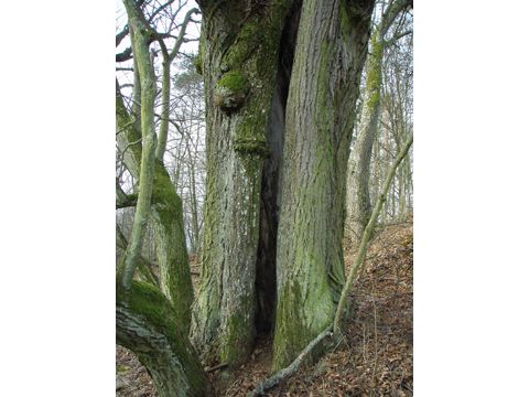 Foto 15